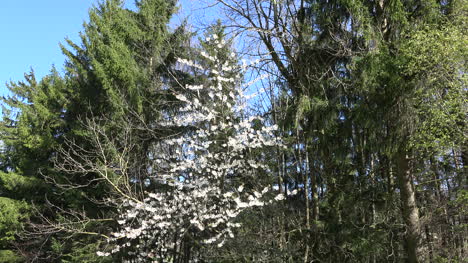Switzerland-Tree-With-White-Flowers-By-Woods